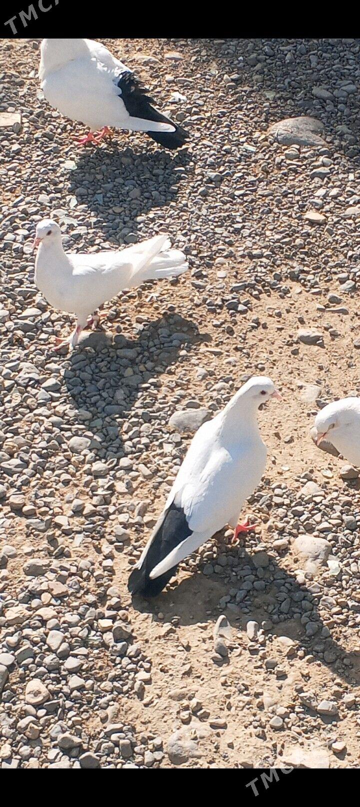 kepderi - Ашхабад - img 2