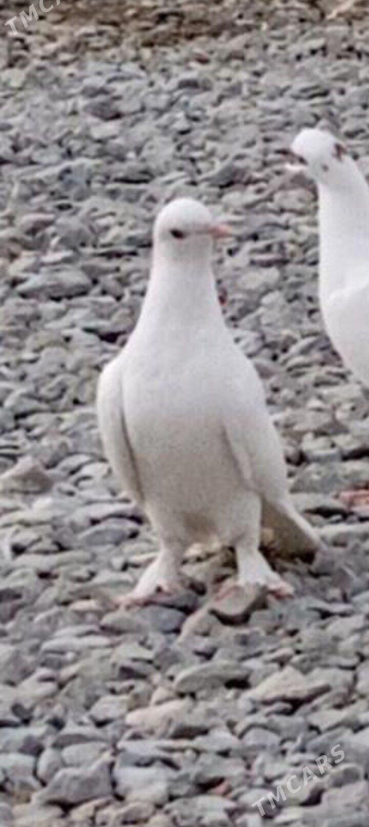 kepderi - Ашхабад - img 4