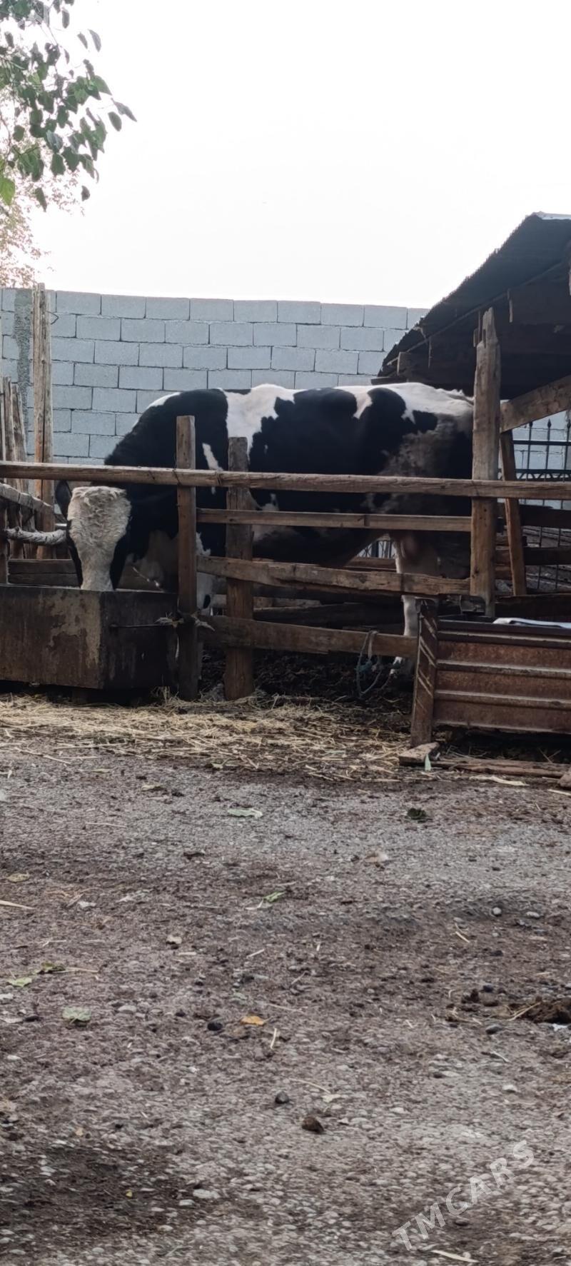 galsteyin okuz - Aşgabat - img 3