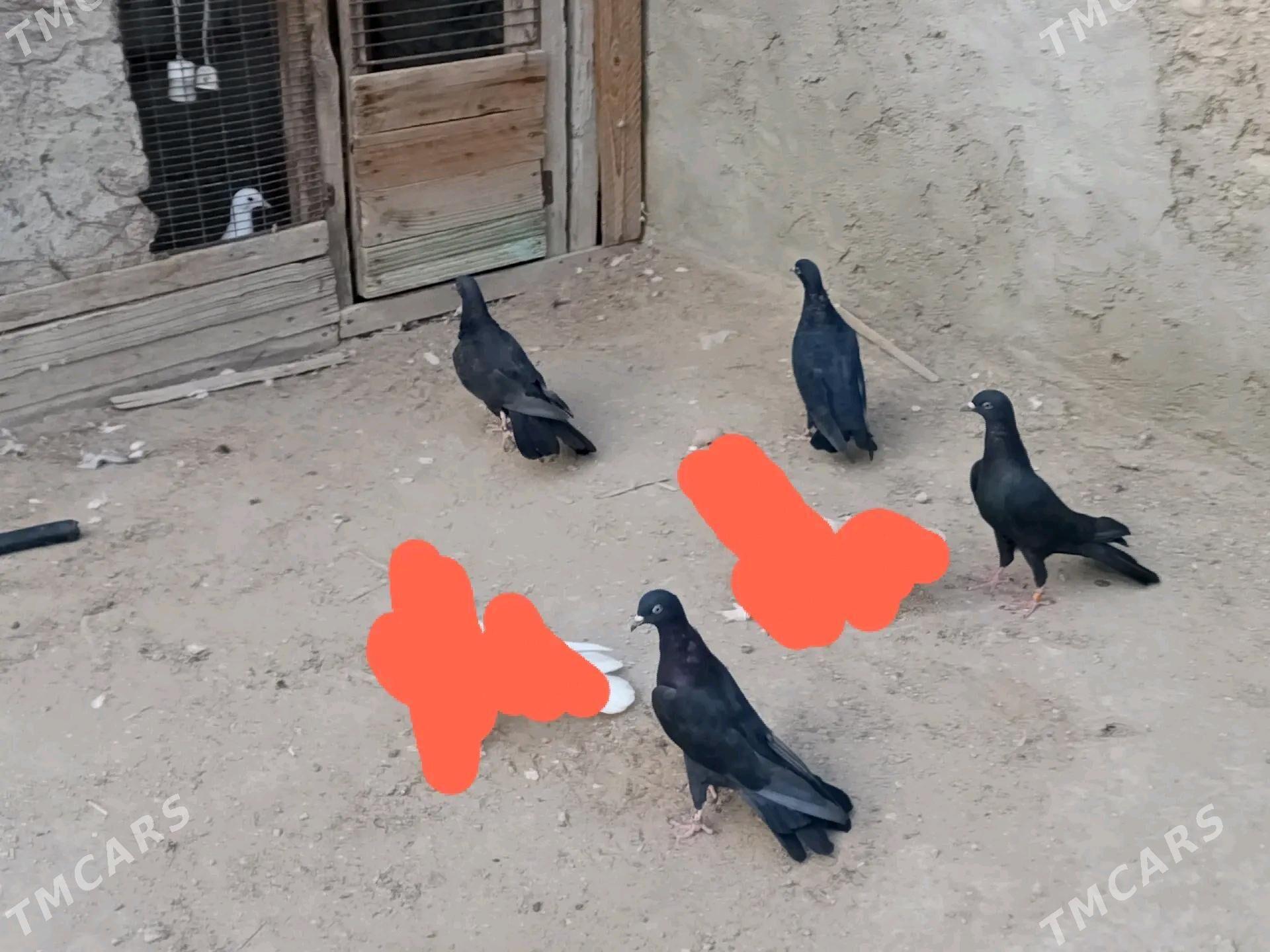 kepderi - Джебел - img 1