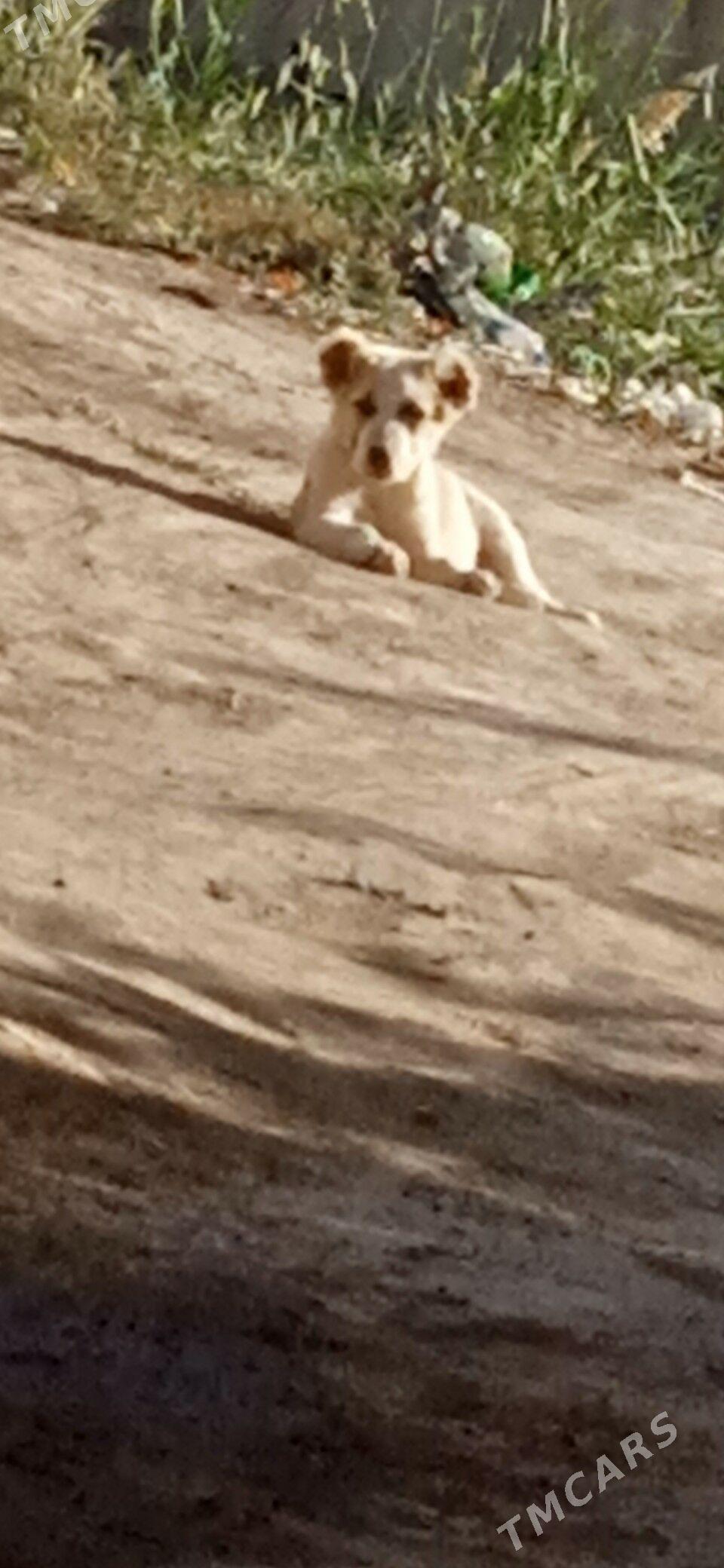 alabaý - Gurbansoltan Eje - img 2