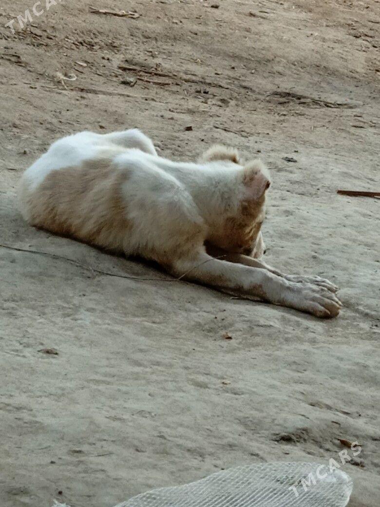 alabaý - Gurbansoltan Eje - img 7