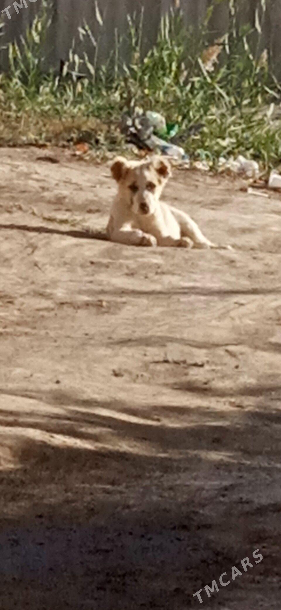 alabaý - Gurbansoltan Eje - img 3