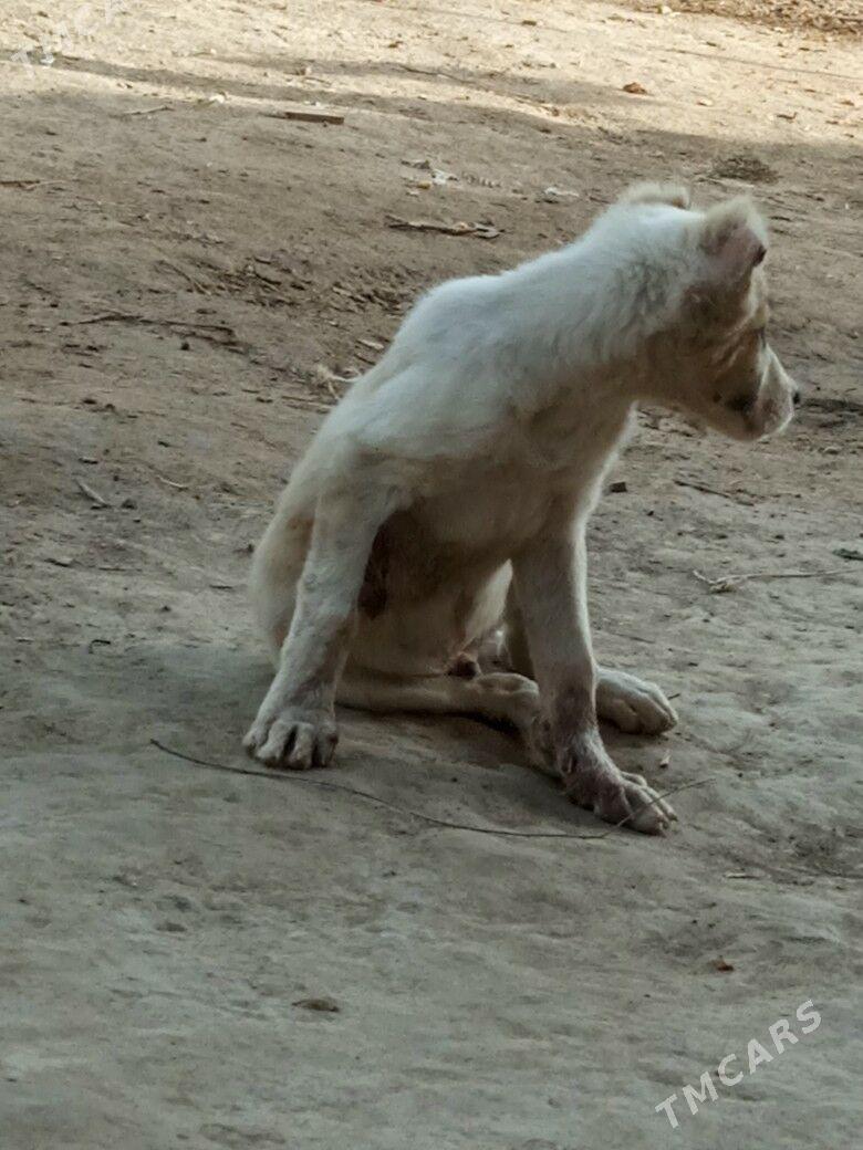 alabaý - Gurbansoltan Eje - img 5