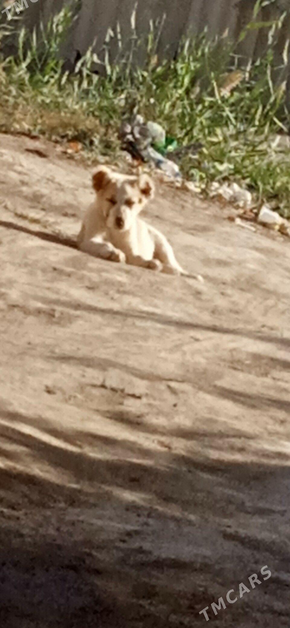 alabaý - Gurbansoltan Eje - img 1