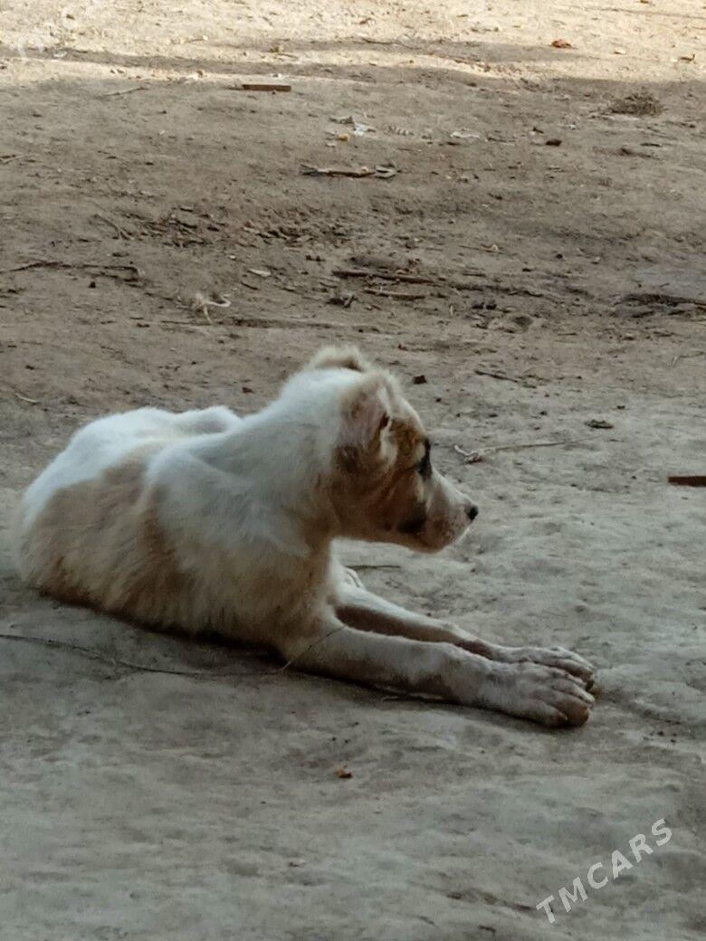 alabaý - Gurbansoltan Eje - img 4