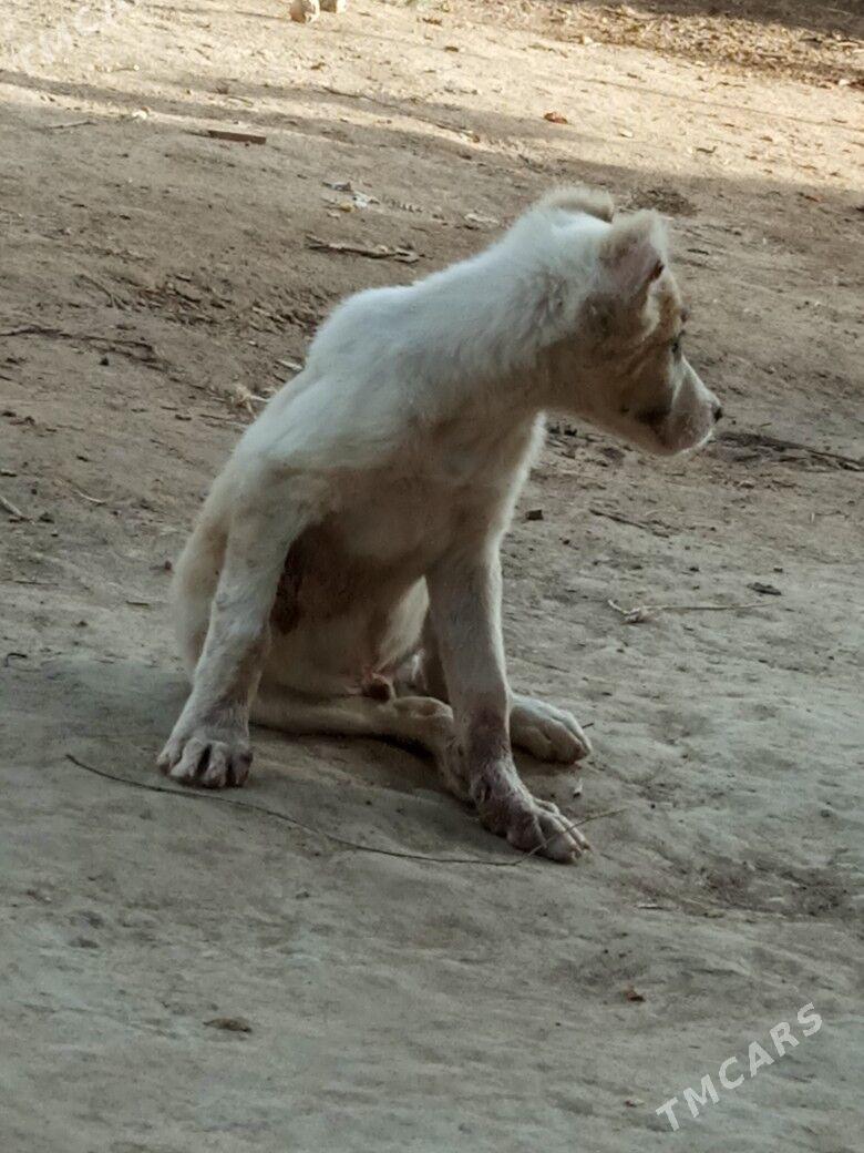 alabaý - Gurbansoltan Eje - img 6