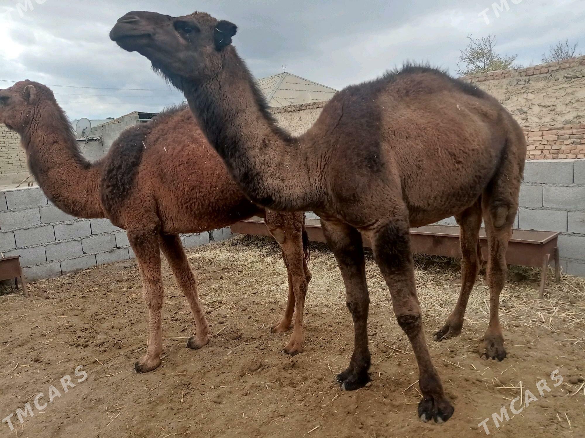 ogsuk - Bäherden - img 6