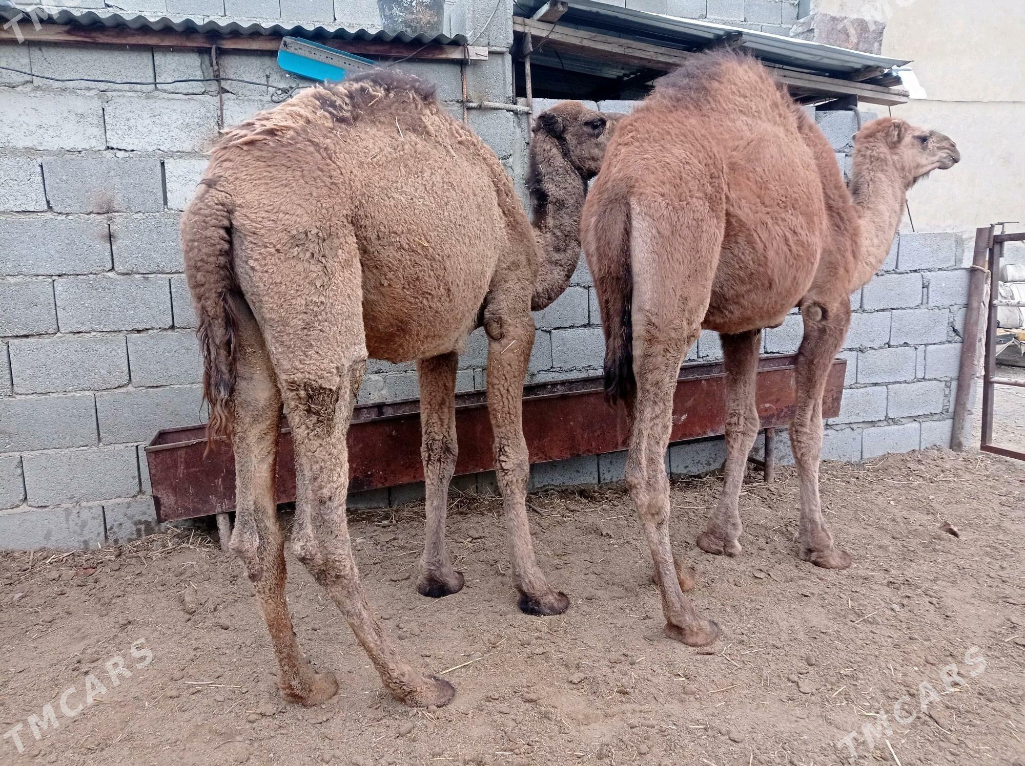 ogsuk - Bäherden - img 2