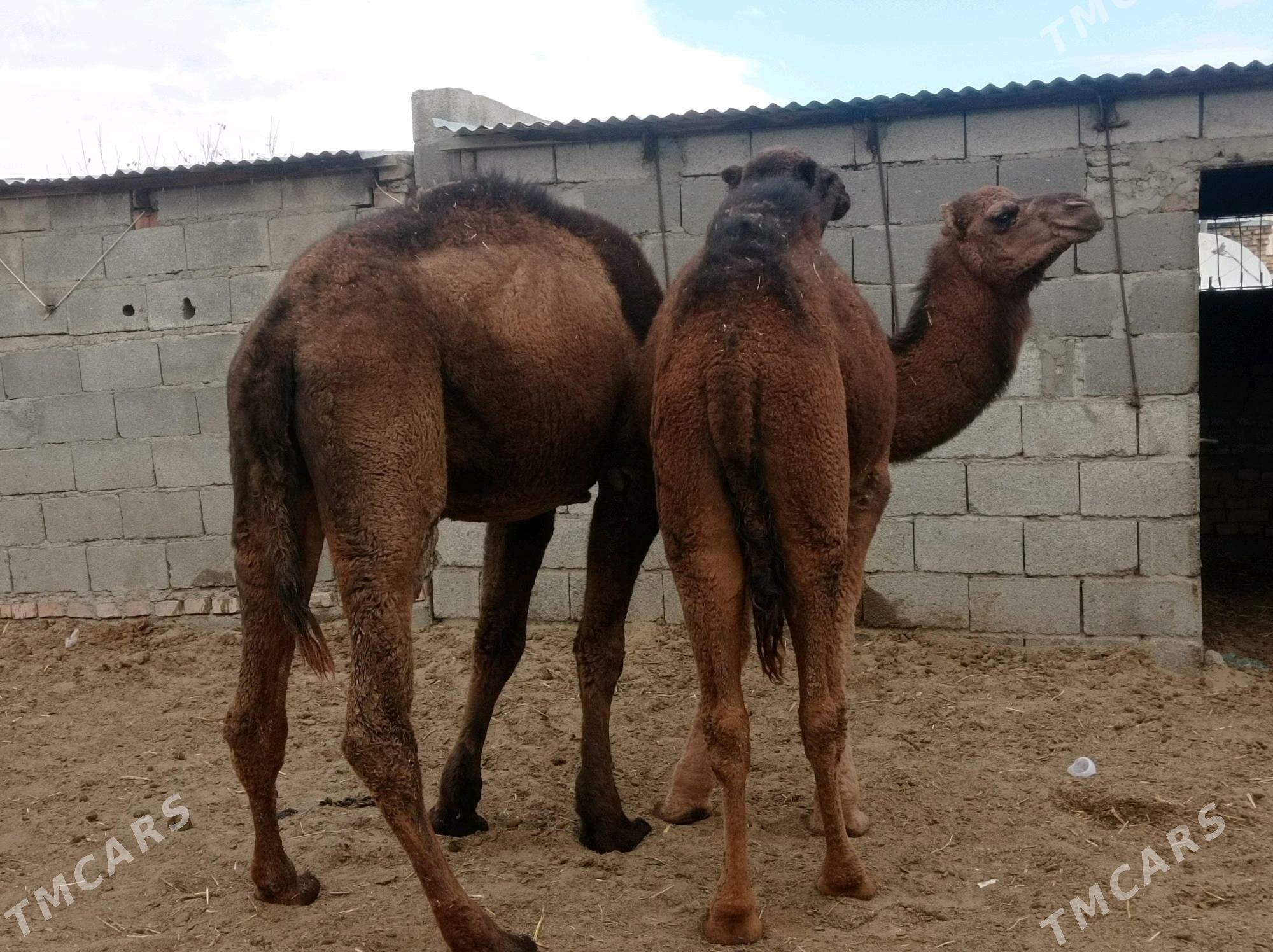 ogsuk - Bäherden - img 5