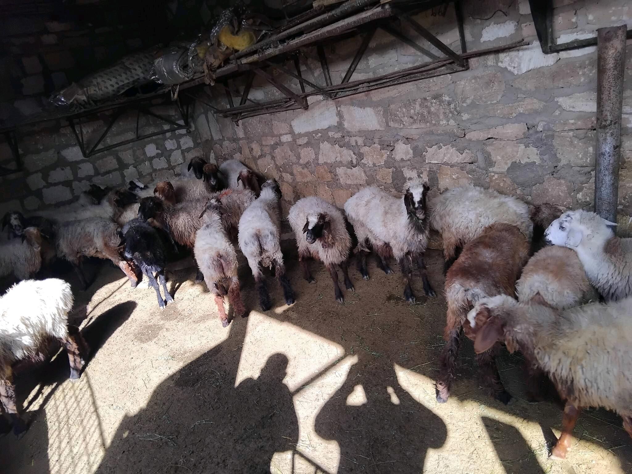 goyun geci - Türkmenbaşy - img 5