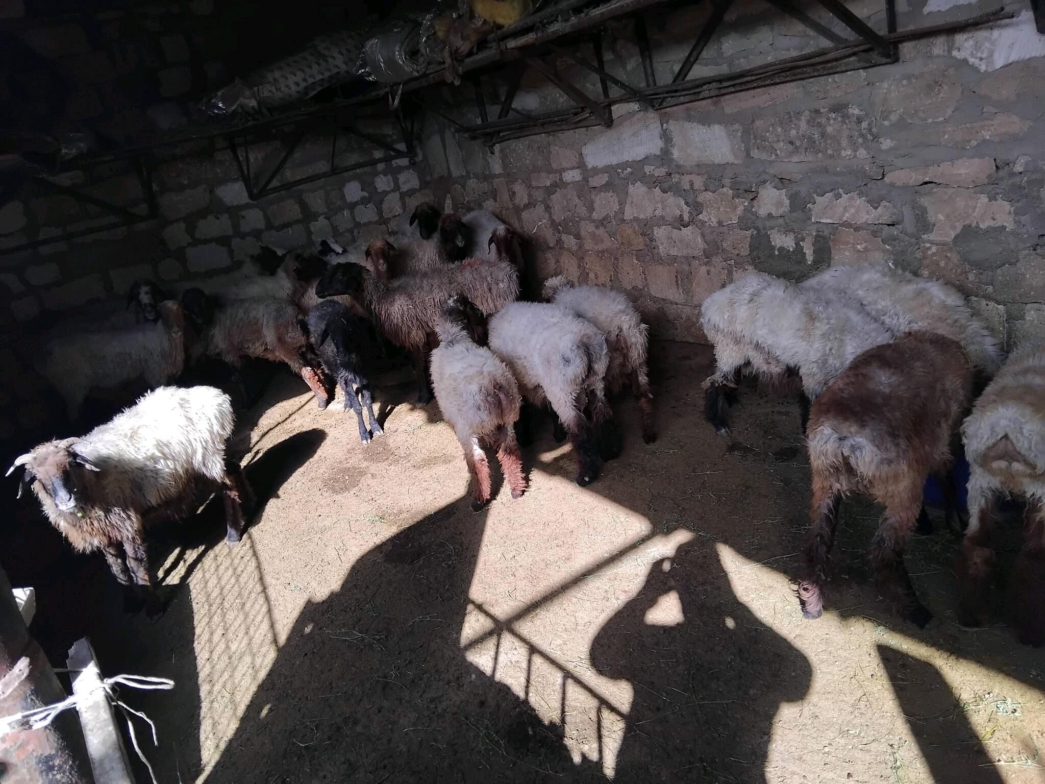 goyun geci - Türkmenbaşy - img 7