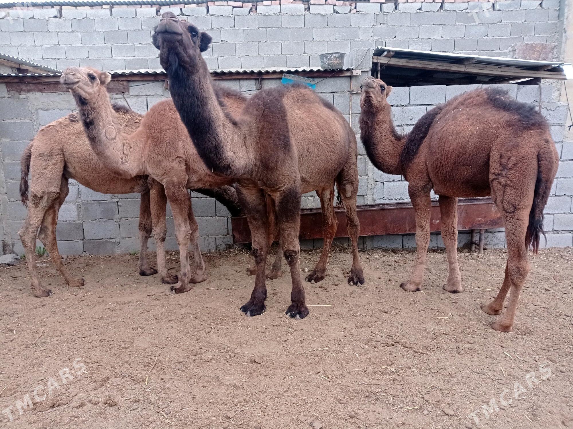 ogsuk - Bäherden - img 3