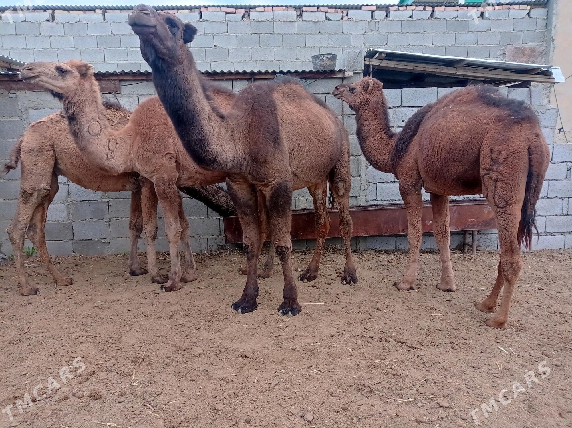 ogsuk - Bäherden - img 1