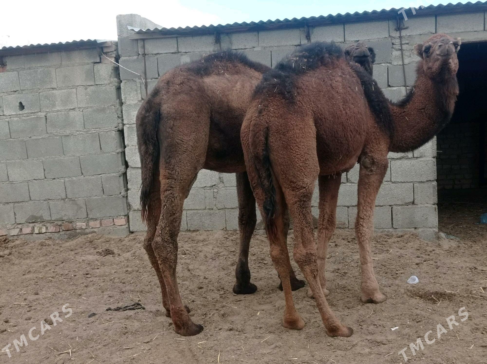 ogsuk - Bäherden - img 7