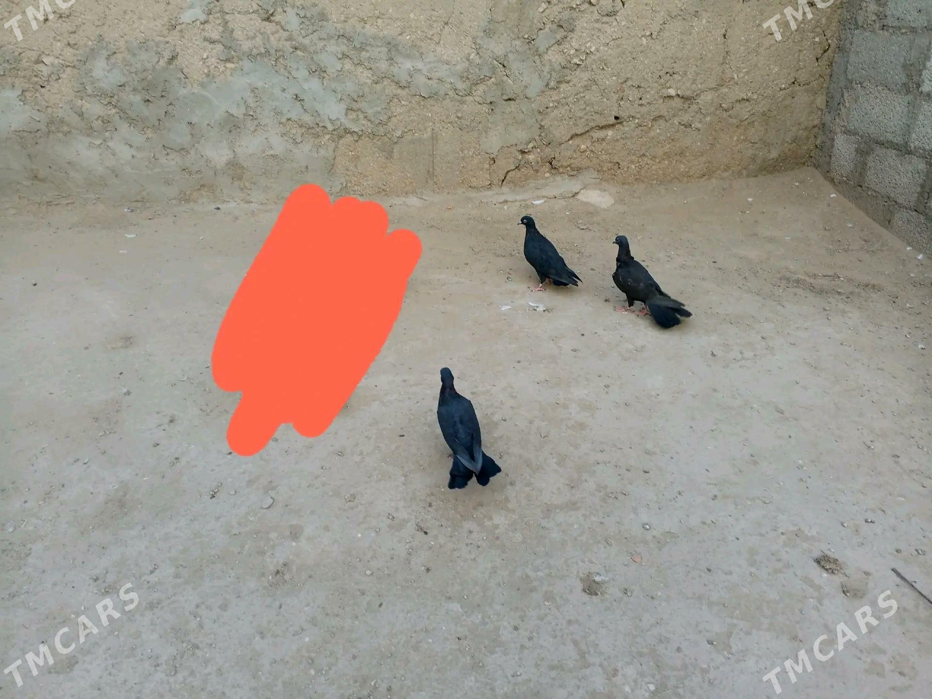 kepderi - Джебел - img 3