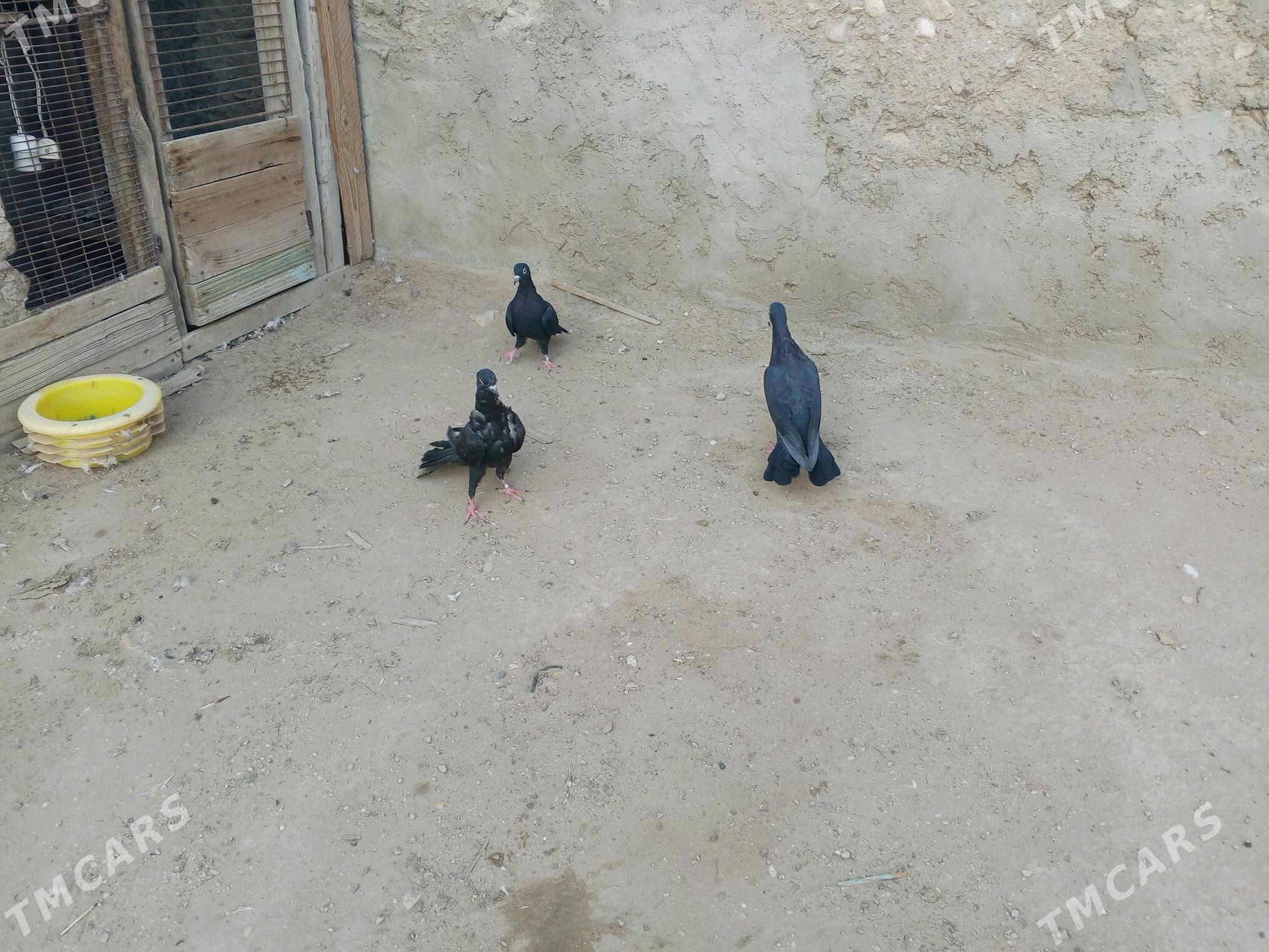 kepderi - Джебел - img 4