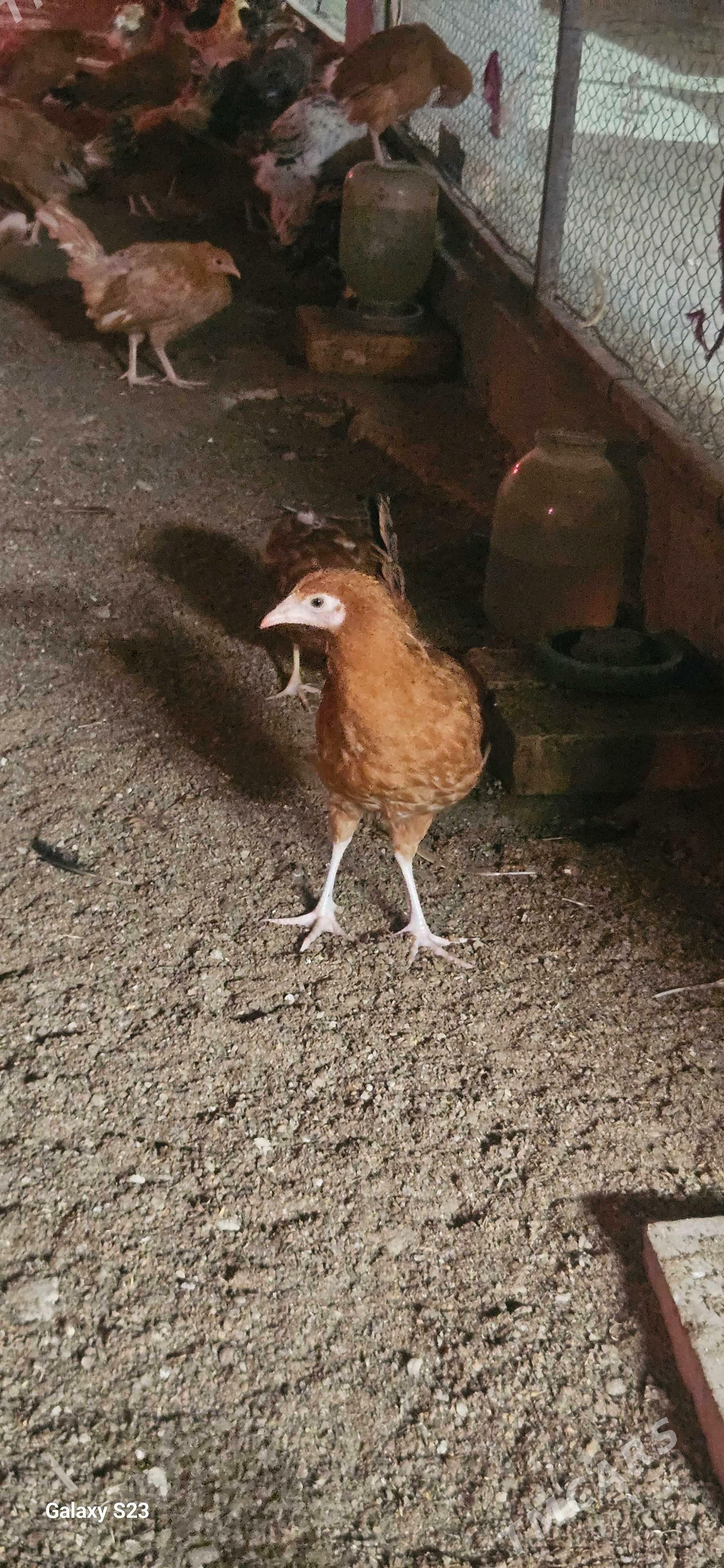 juje - Гёкдепе - img 3