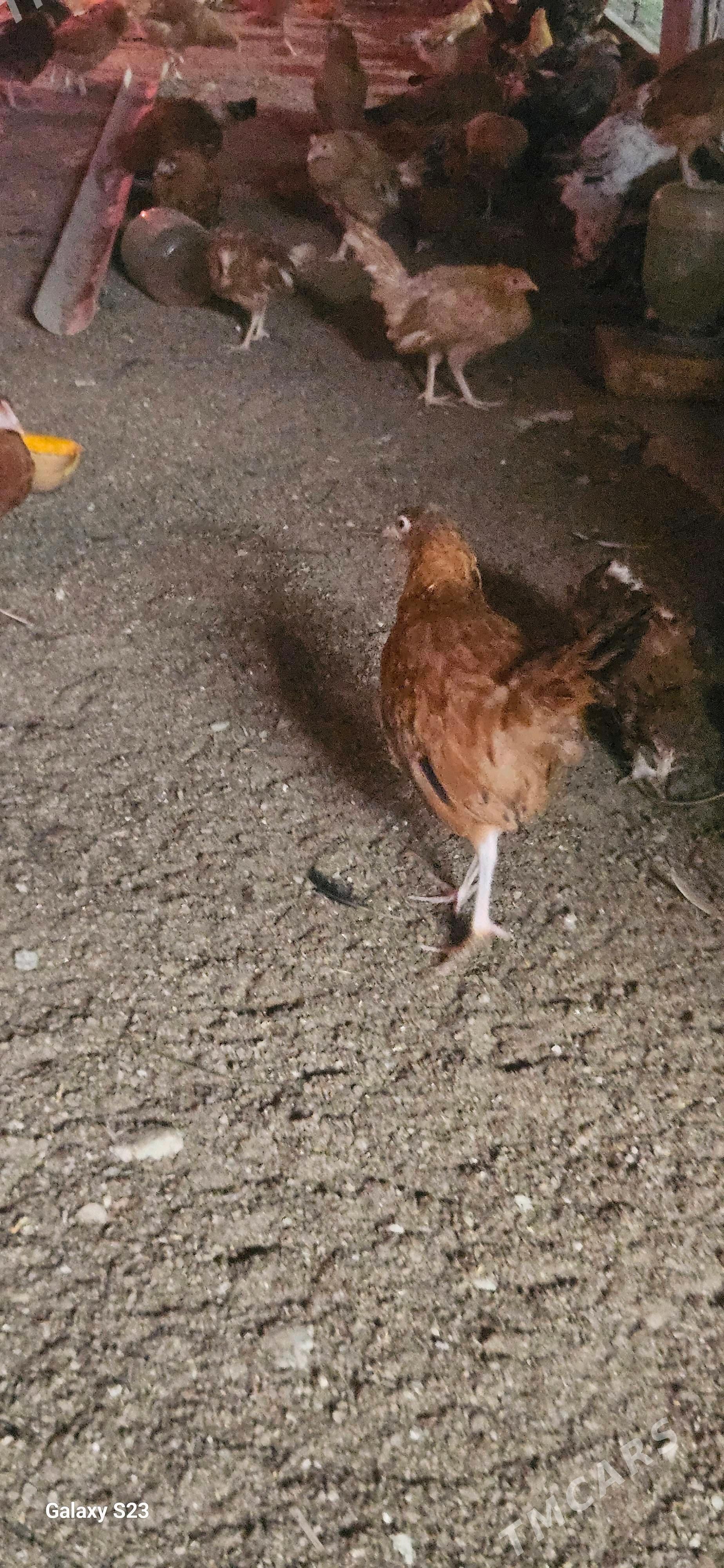 juje - Гёкдепе - img 2