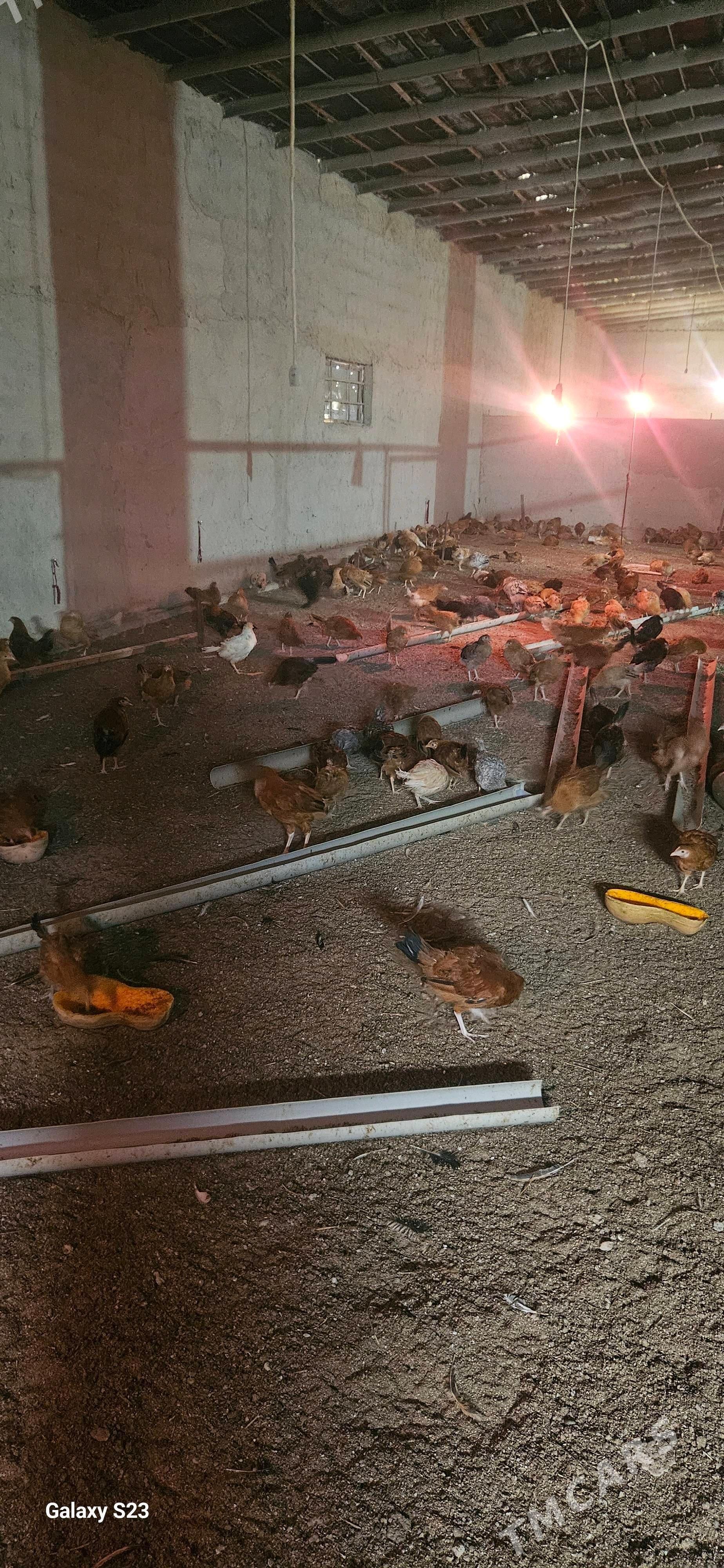 juje - Гёкдепе - img 4