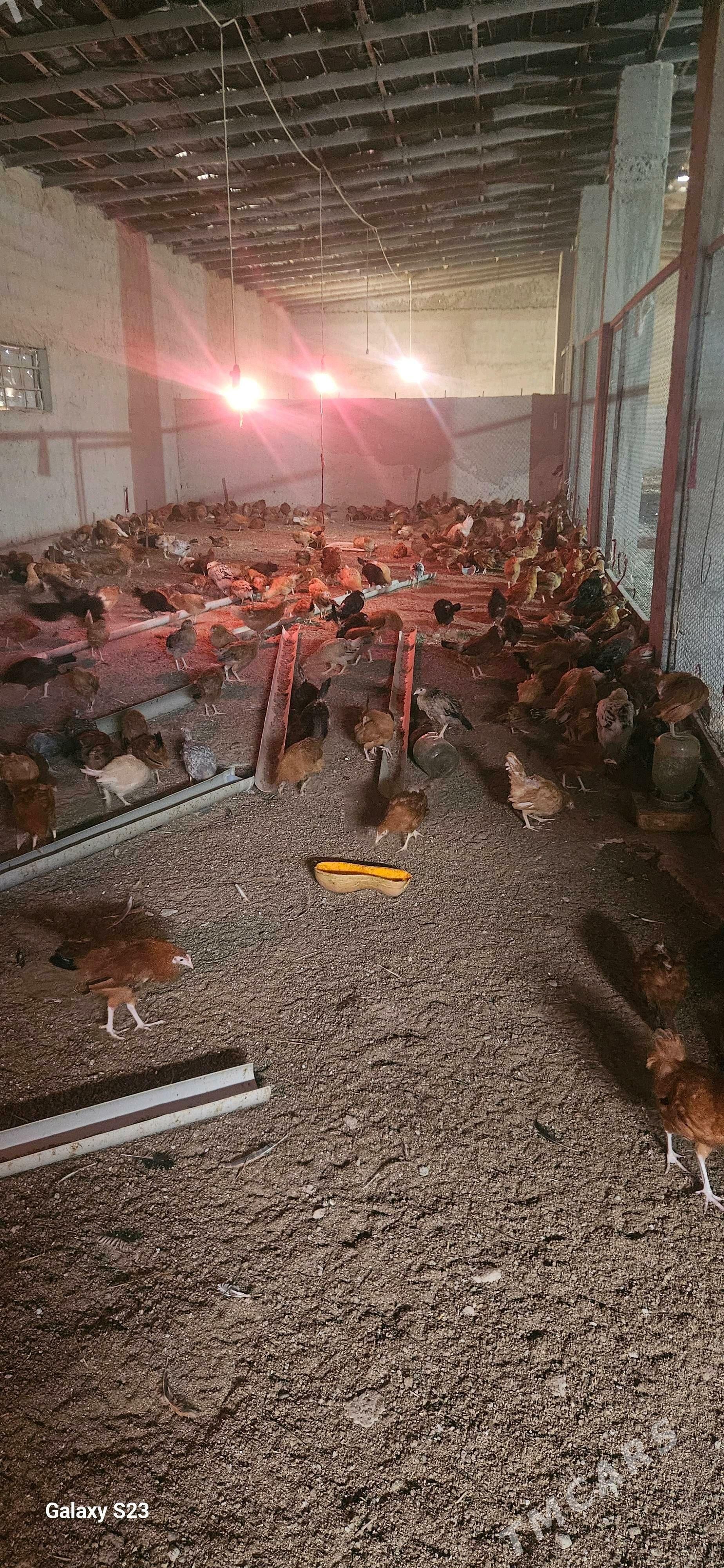 juje - Гёкдепе - img 5