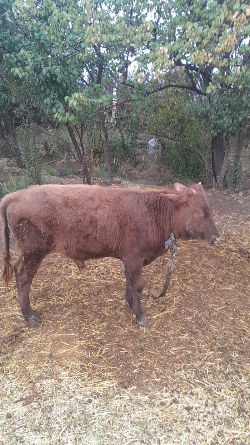 öküz - Mary - img 3