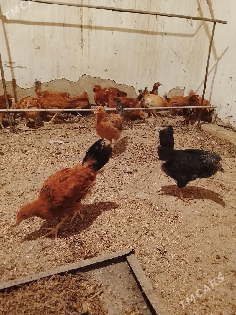 jüjeler - Gyzylarbat - img 3