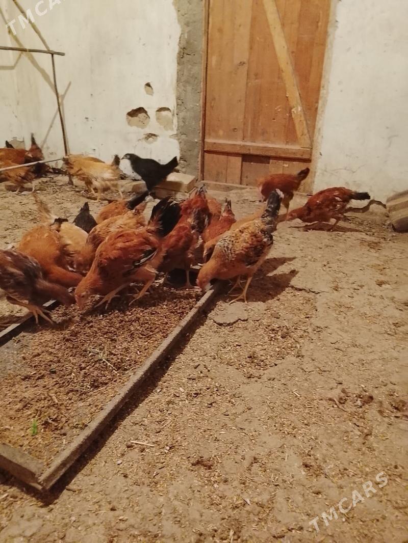 jüjeler - Gyzylarbat - img 1