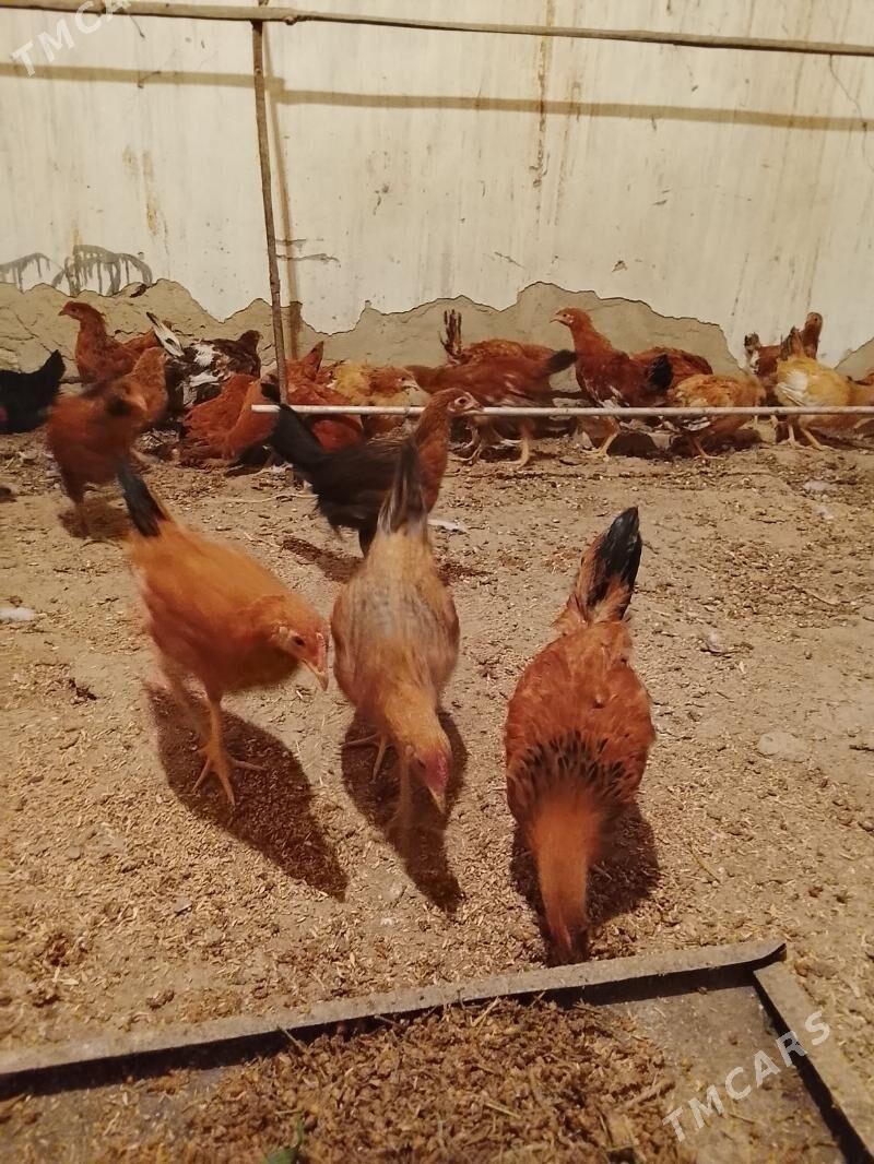 jüjeler - Gyzylarbat - img 2