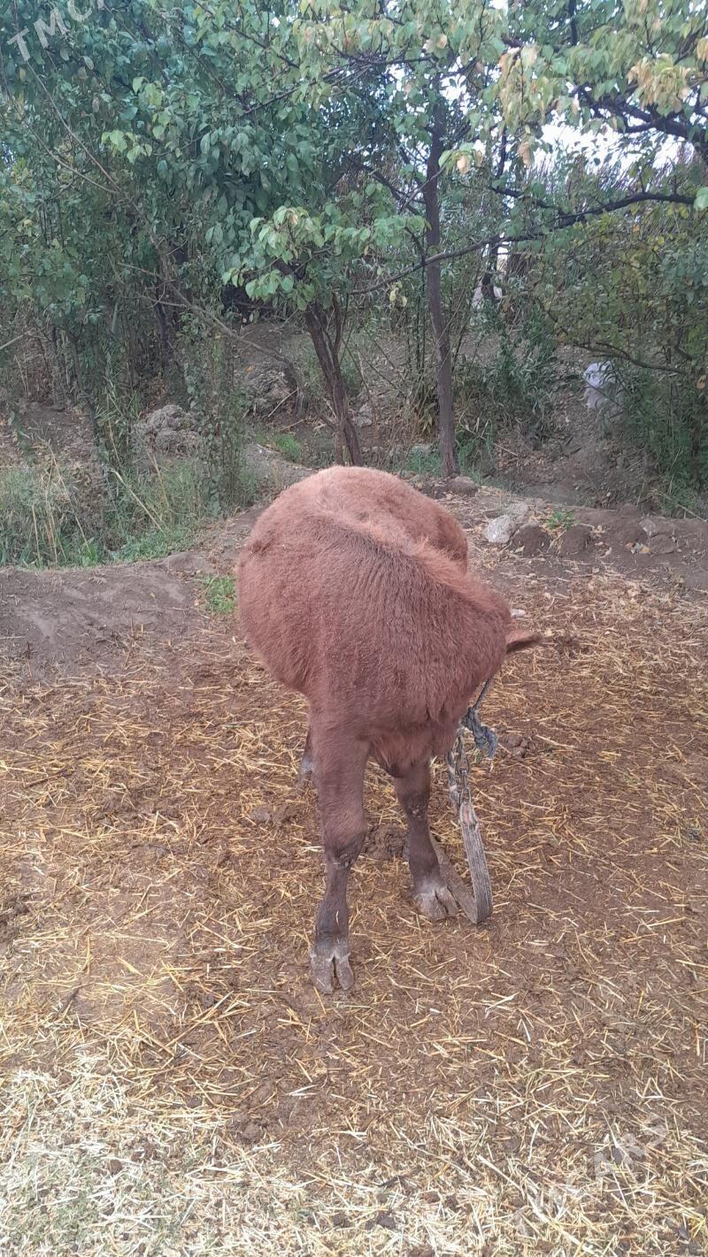 öküz - Mary - img 2