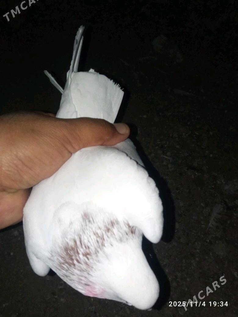 kepderi - Мары - img 4