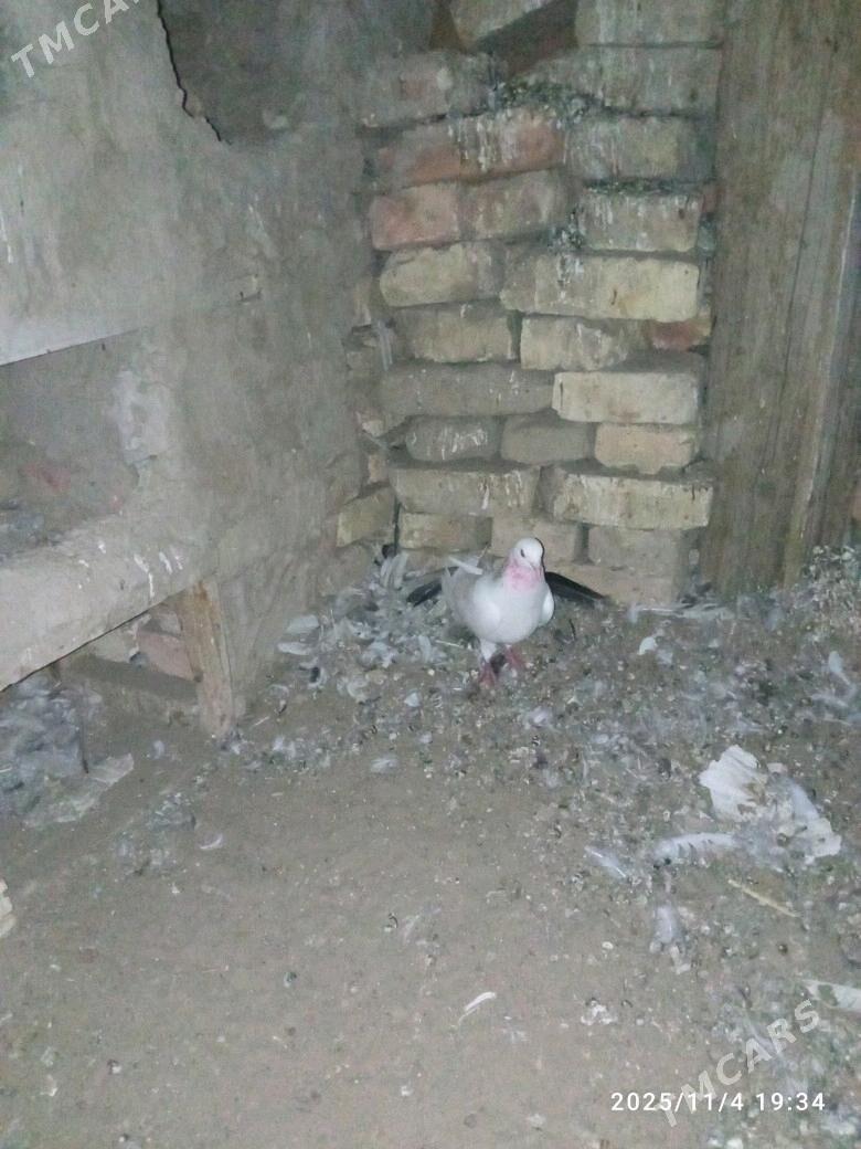 kepderi - Мары - img 2