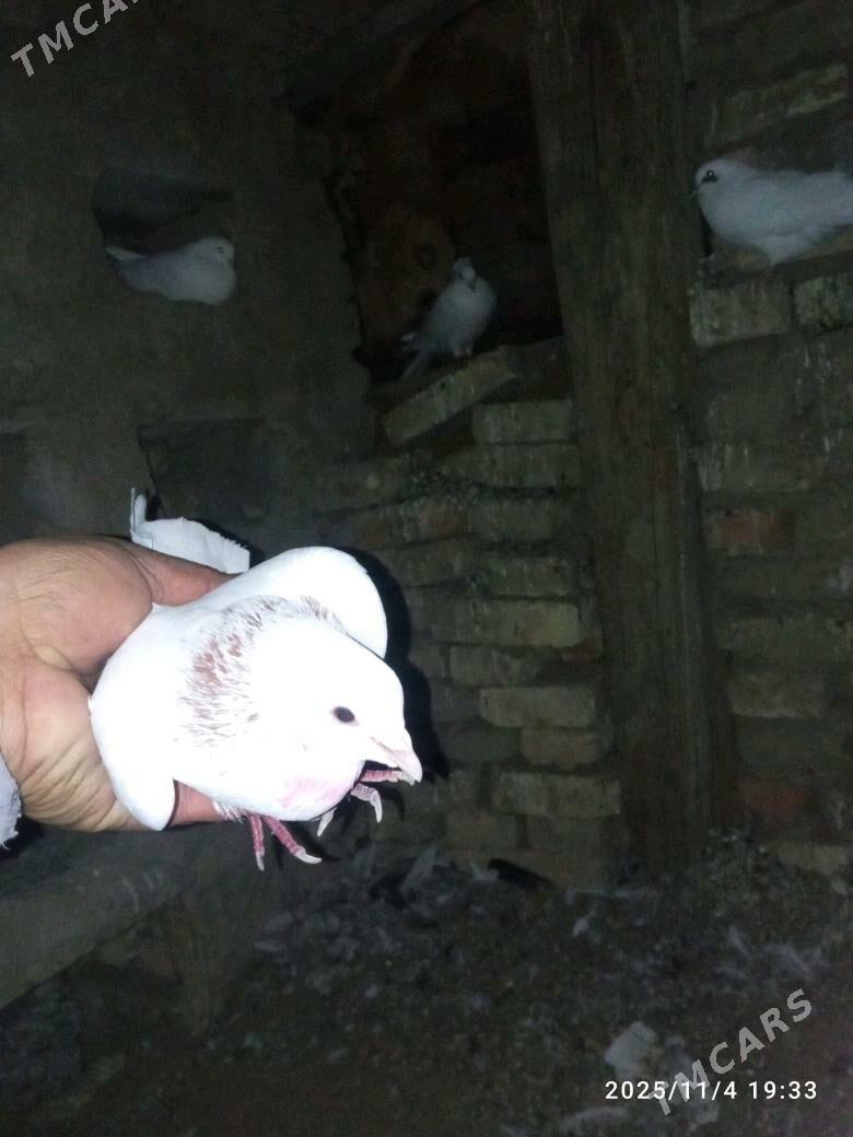 kepderi - Мары - img 3