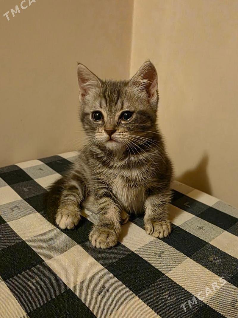 чистокровная шотландка - Ашхабад - img 1