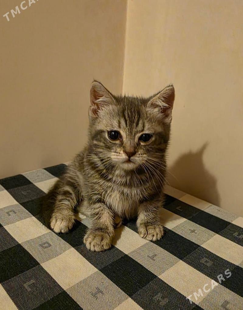 чистокровная шотландка - Ашхабад - img 2