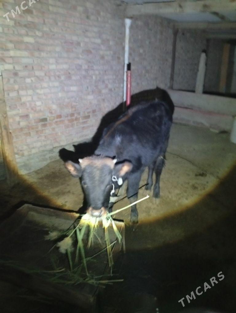 okuz - Бахарден - img 1