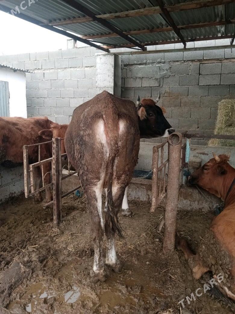 Sygyr - Bäherden - img 4