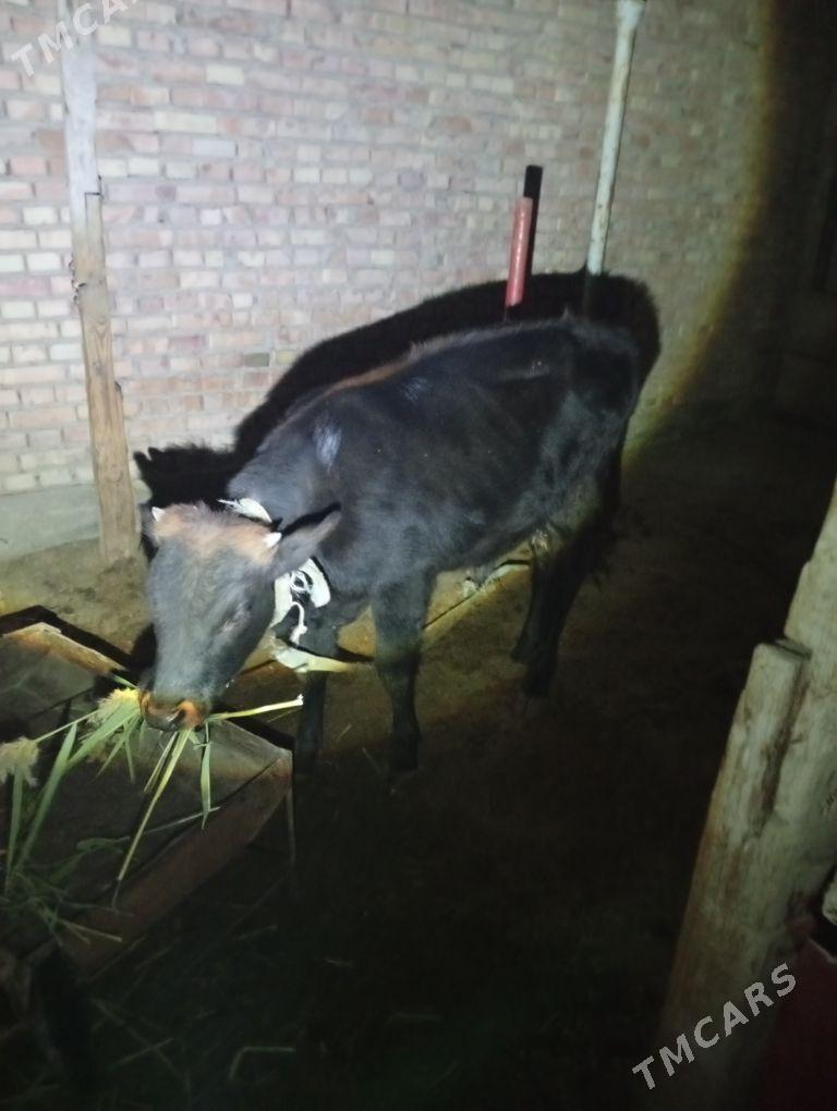 okuz - Бахарден - img 2