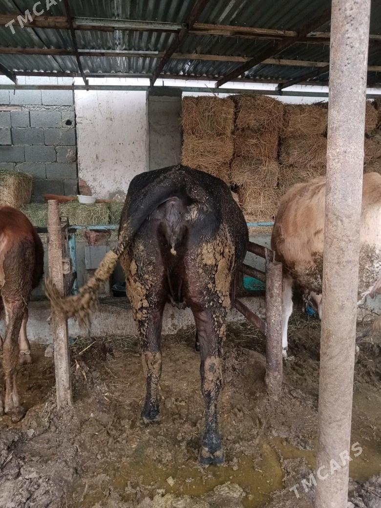 Sygyr - Bäherden - img 1