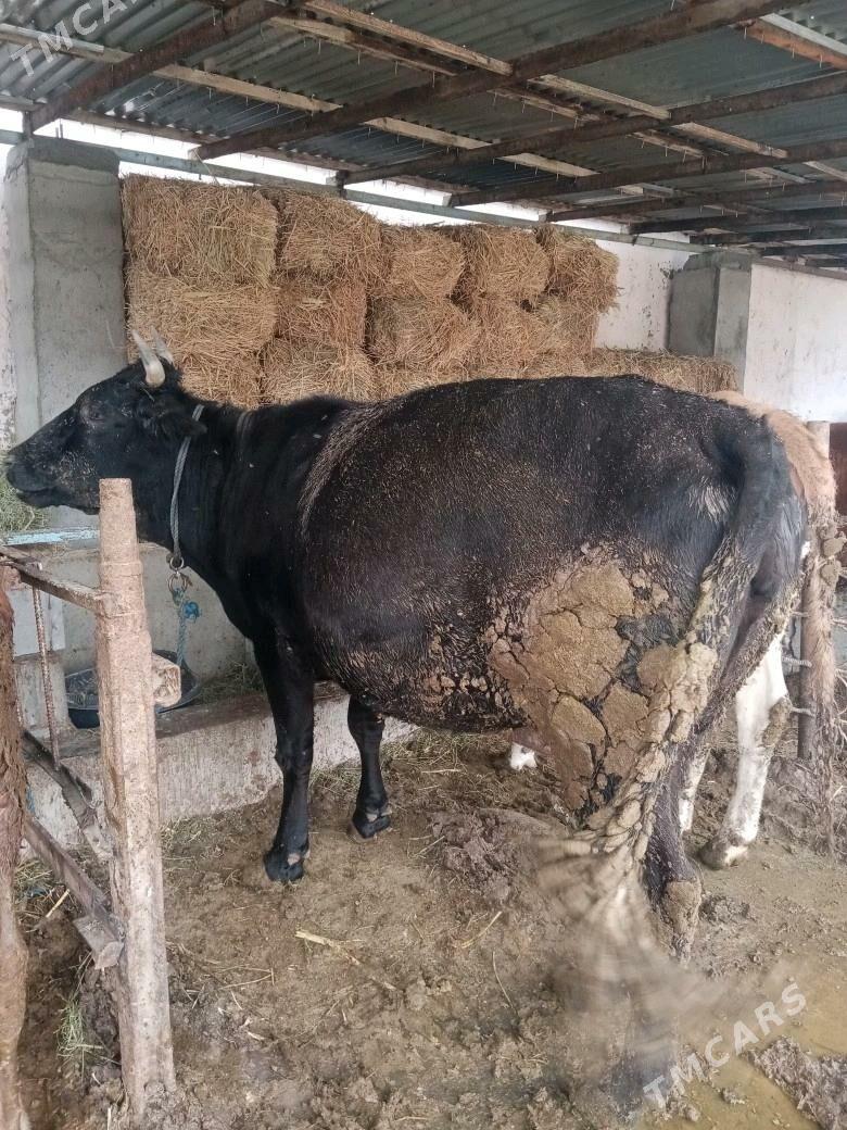 Sygyr - Bäherden - img 5