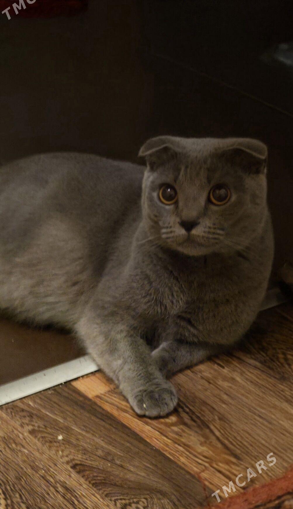 чистокровная шотландка - Ашхабад - img 3