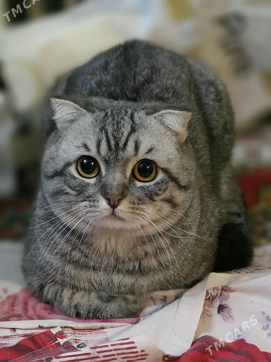 чистокровная шотландка - Ашхабад - img 4