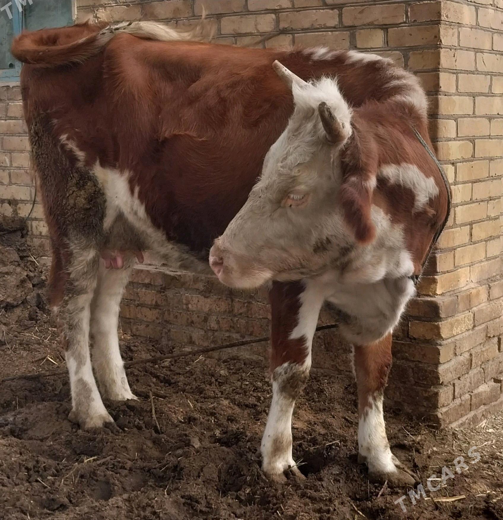 Simental sygyr - Керки - img 2