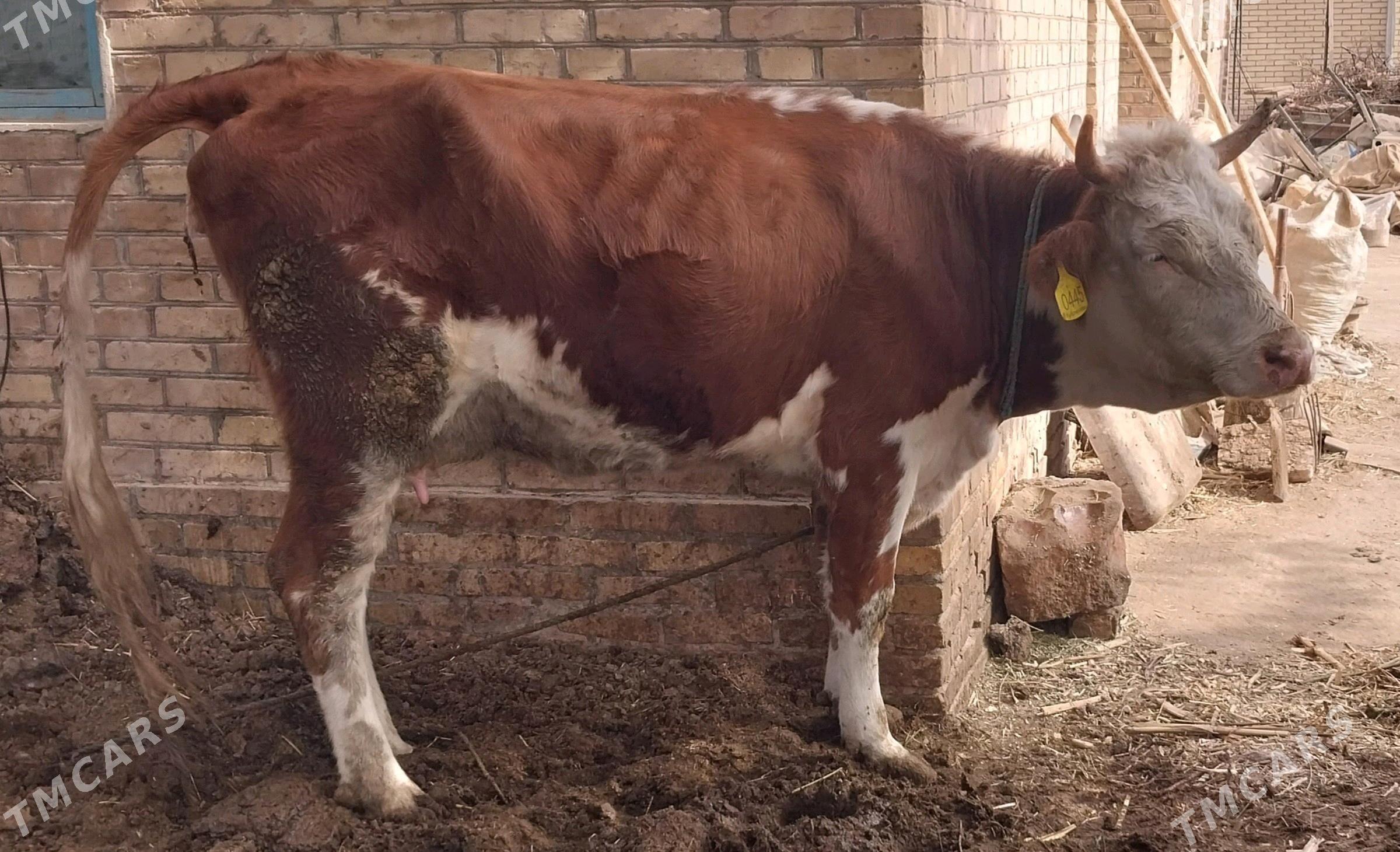 Simental sygyr - Керки - img 3