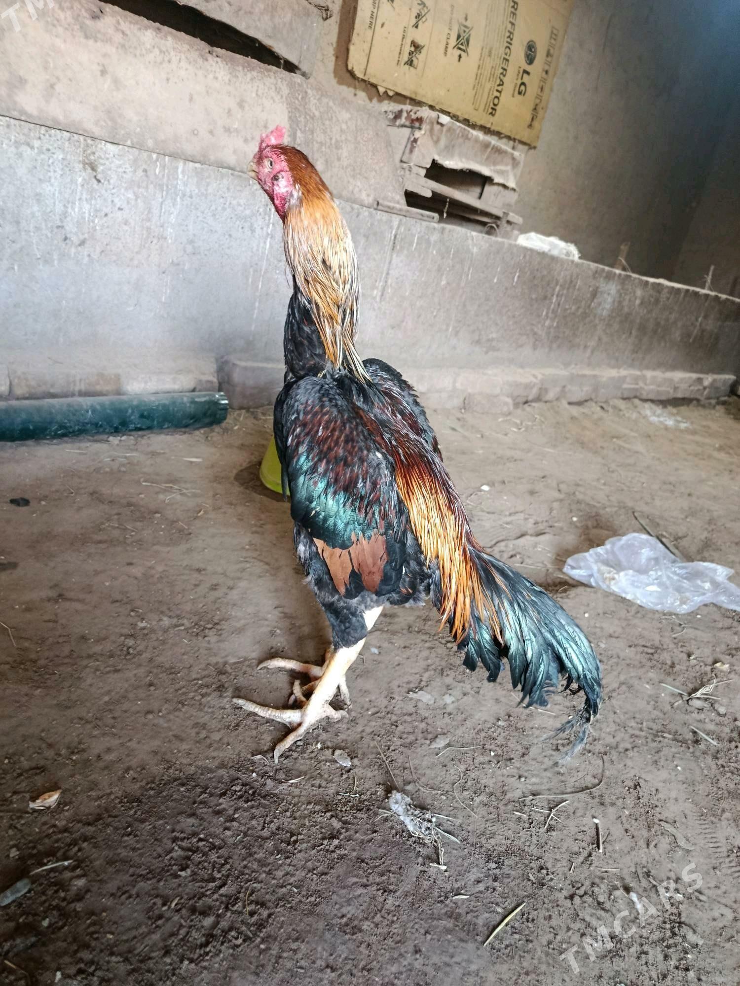 horaz - Шабатский этрап - img 3