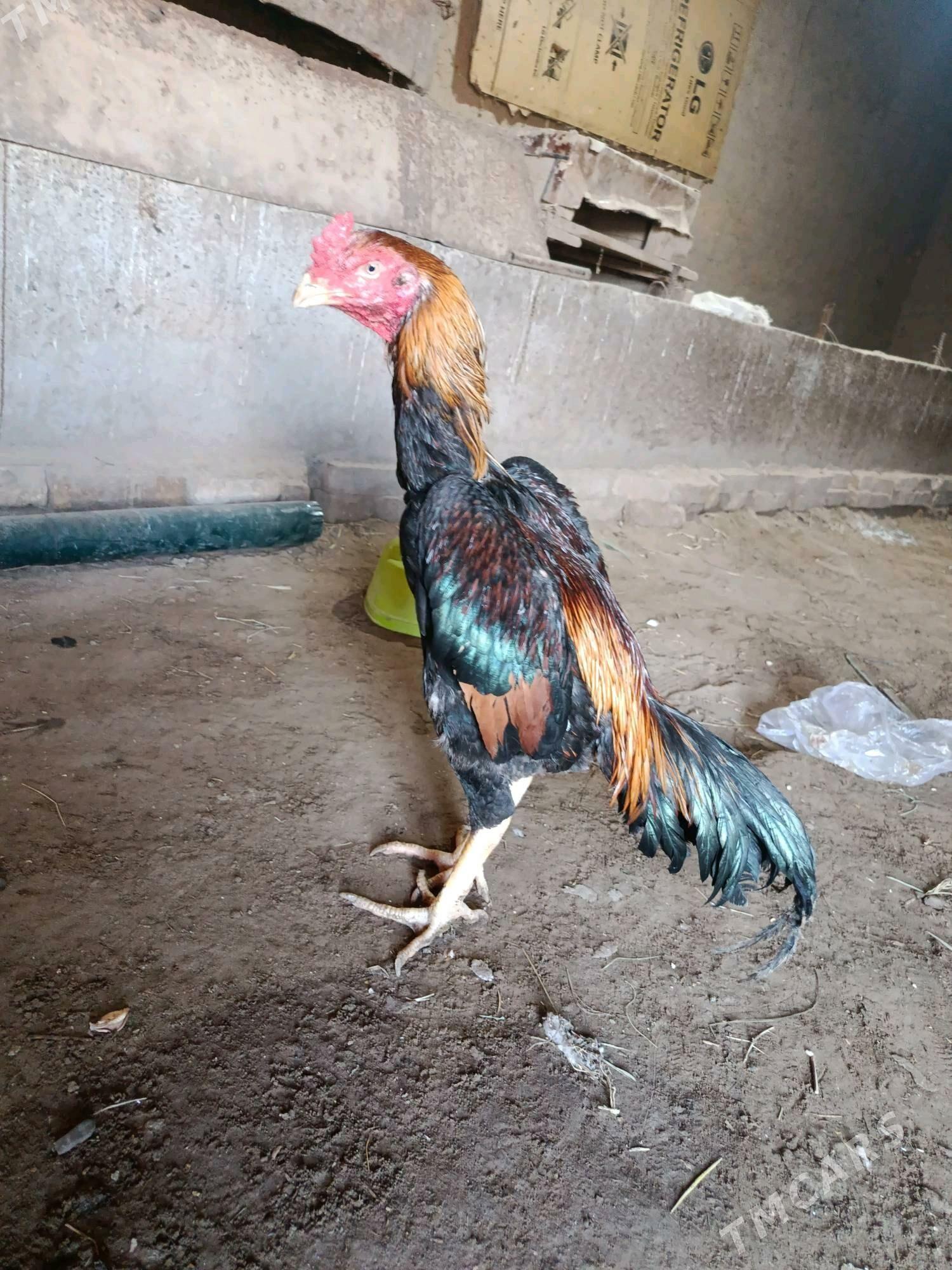 horaz - Шабатский этрап - img 4