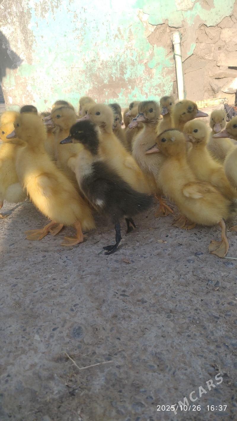 satlyk ördek jüýjeler - Wekilbazar - img 1