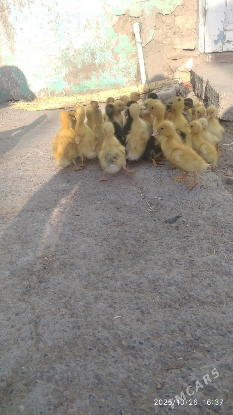 satlyk ördek jüýjeler - Wekilbazar - img 2