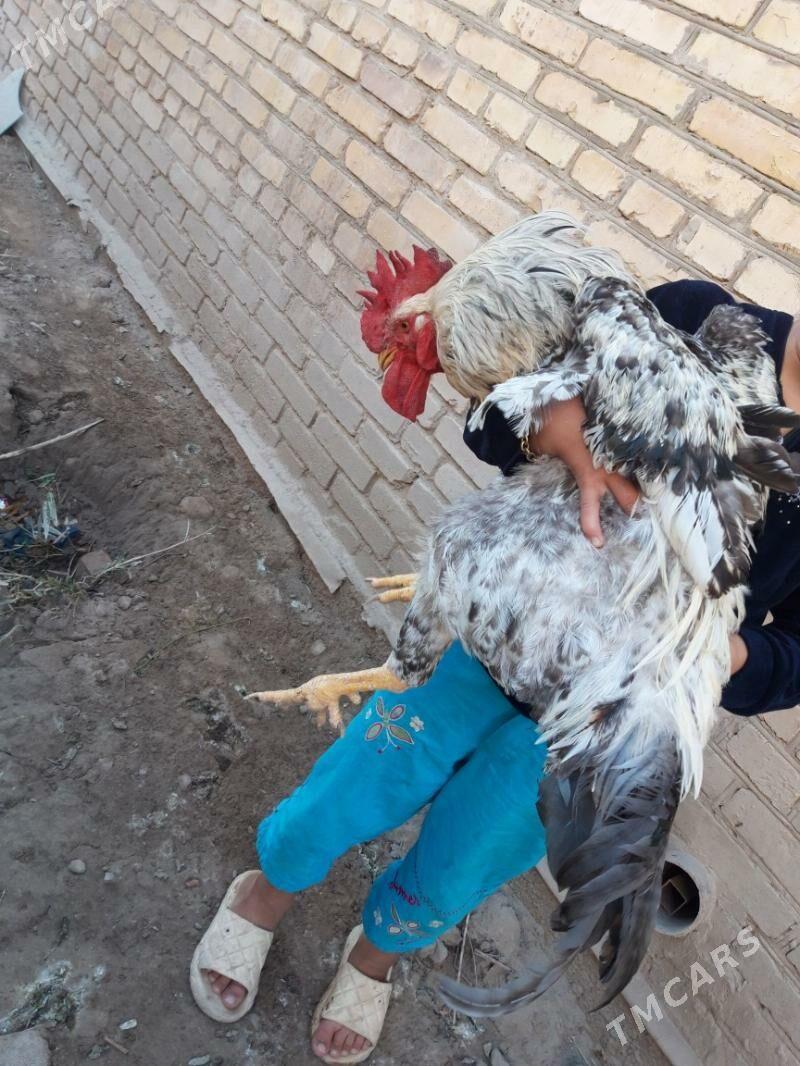 gigant horaz jujeler - Dänew - img 1