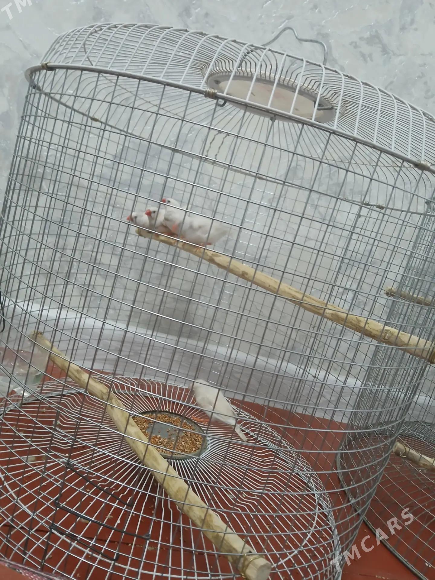 wolnisty papugay - Дашогуз - img 4